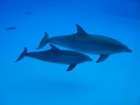 meeresbiologie studium delfine baby delfin lisa mertens