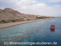 meeresbiologie studium rotes meer israel boot schiff lisa mertens
