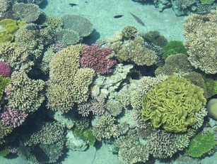 korallen riff australien meeresbiologie studium lisa mertens