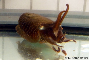 meeresbiologie studium studieren tintenfisch forschung projekt