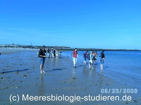 meeresbiologie studium exkursion helgoland universität meer küste strand kurs lisa mertens