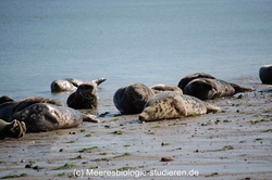 meeresbiologie studium robben seehund helgoland lisa mertens
