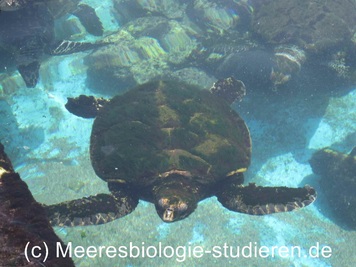 meeresbiologie studium schildkröte rotes meer israel lisa mertens