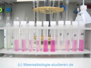 meeresbiologie studium chemie praktikum labor versuch lisa mertens