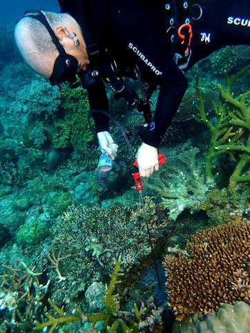 Meeresschutz, Malaysia, Meeresbiologie, Dornenkronenseestern, Taucher, Tauchen