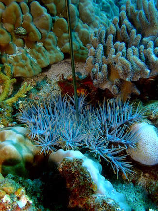 Tioman, Tauchen, Meeresschutz, Meeresbiologie, Dornenkronenseestern, Korallenriff
